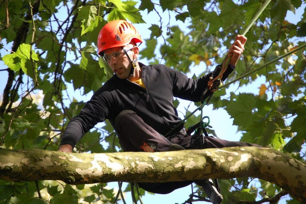 bomen snoeien in de achtertuin