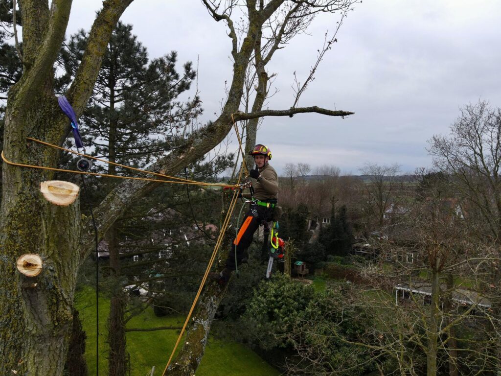 Bomen snoeien in een grote achtertuin. Enkele grote takken zijn er al afgesnoeid