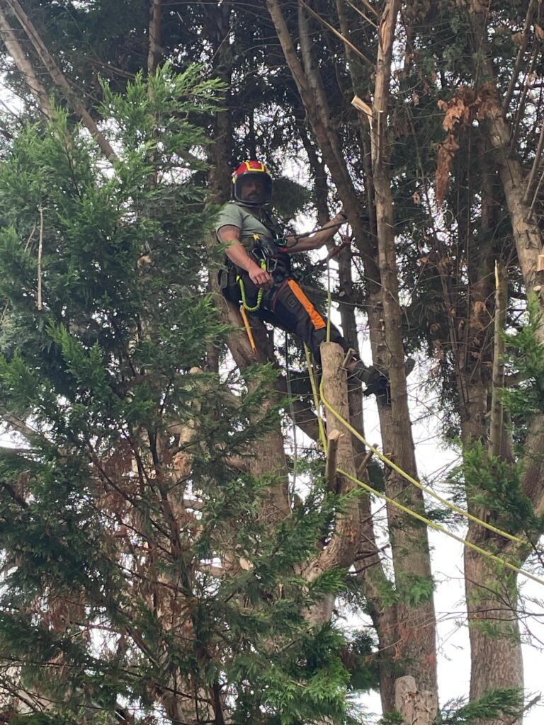 Conifeer boom snoeien in Leiden