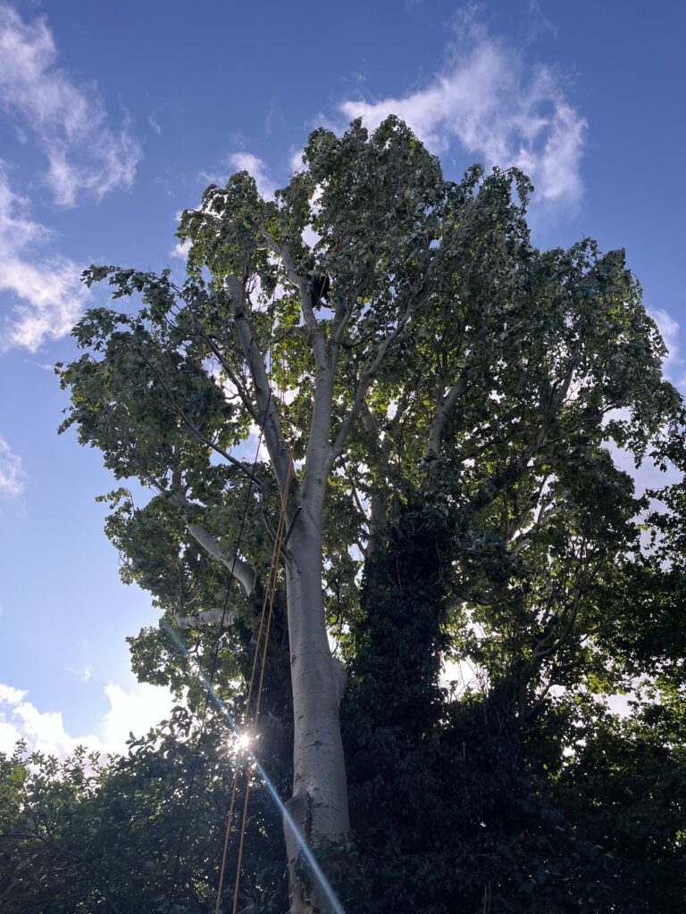 Grote boom snoeien in de achtertuin