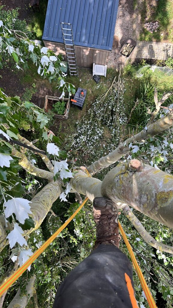 Hoge boom snoeien vanuit de boom gezien met veiligheid